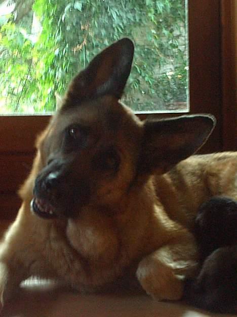 Schæferhund Freja - Er jeg ikke sød :) billede 17
