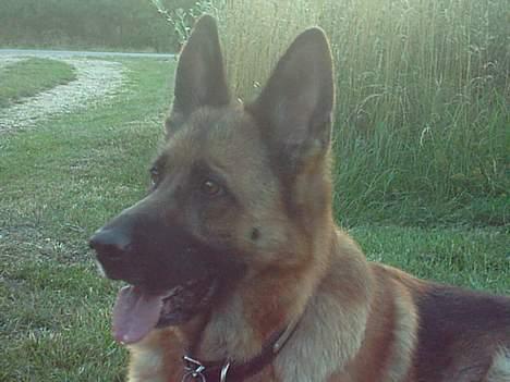 Schæferhund Freja - Kommisar Freja :) billede 18
