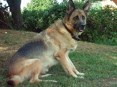 Schæferhund Freja - Mig og min tykke mave ;D billede 19