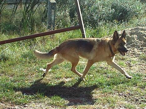 Schæferhund Freja - Nu løber jeg, pænt farvel (: billede 20