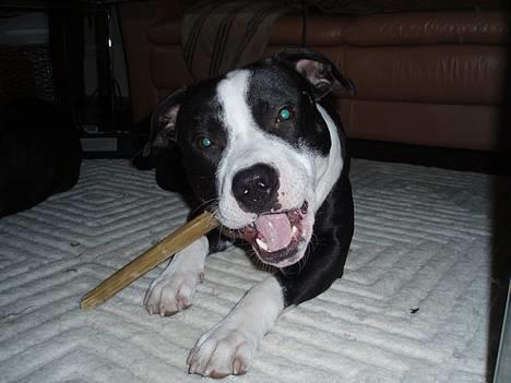 Blanding af racer Samson - Fra d. 8/02-2006 Et år og seks måneder billede 14