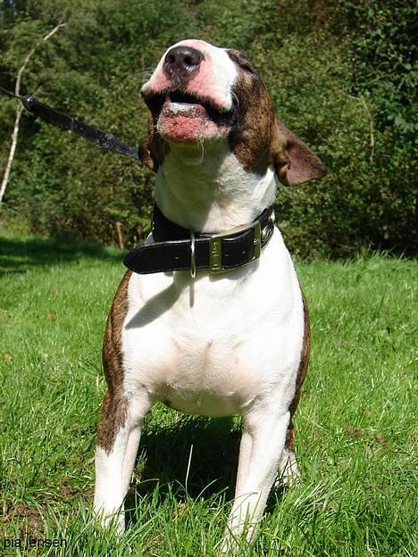 Bullterrier  Nemo  c",) - Ikke mere nuuu.. billede 4