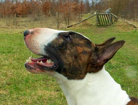 Bullterrier  Nemo  c",) - Nemo den aller smukkeste ! ( Fotograferet af June! ) billede 5