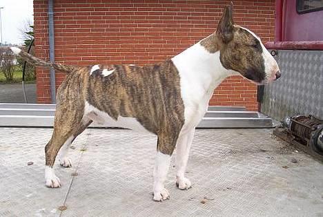 Bullterrier  Nemo  c",) - Nemo d 16/4-06 billede 8