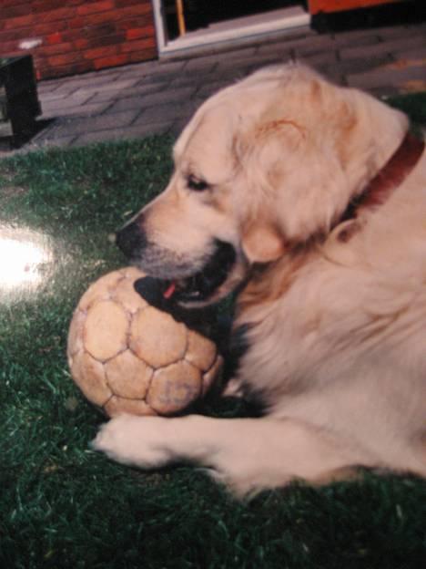 Golden retriever Buster (Død) - Det er min fodbold og du får den ikke...  billede 1