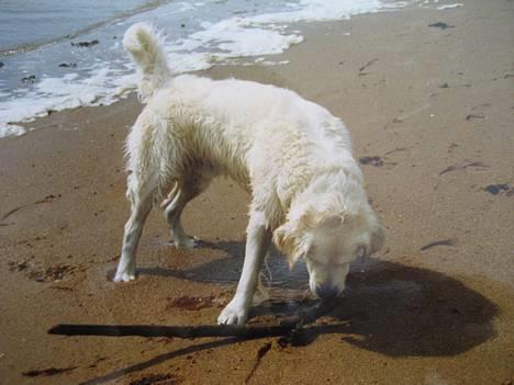Golden retriever Buster (Død) - Vandhunden Buster har overmandet sit bytte... billede 2