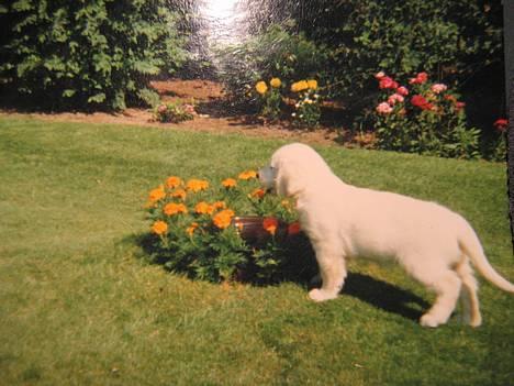 Golden retriever Buster (Død) - Baby Buster... billede 3