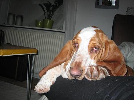 Basset hound Boris Flummer - i sofaen billede 1
