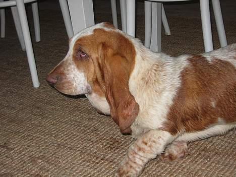 Basset hound Boris Flummer - på farten billede 2