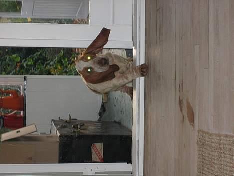 Basset hound Boris Flummer - har lige været i haven billede 3