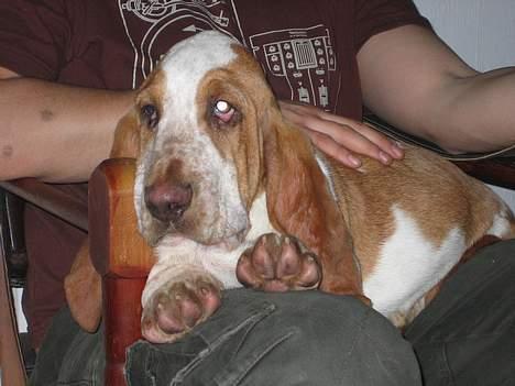 Basset hound Boris Flummer - elsker at ligge hos far billede 4