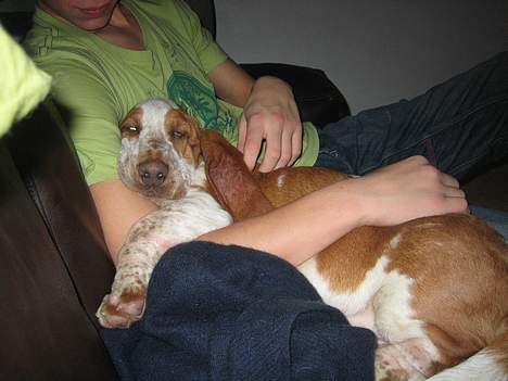 Basset hound Boris Flummer - elsker også at ligge hos lillebror billede 5