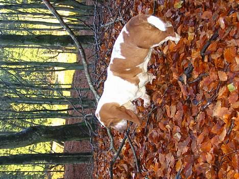 Basset hound Boris Flummer - i skoven billede 6