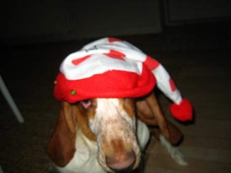 Basset hound Boris Flummer - så det jul billede 7