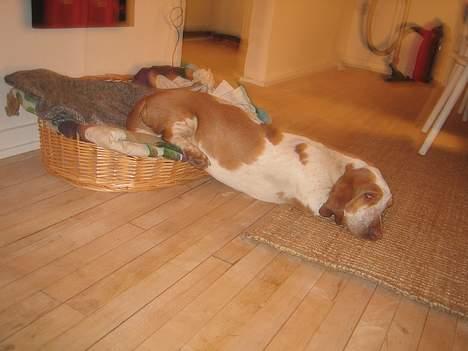 Basset hound Boris Flummer - kan altså ikke ligeoverskue af få røven med billede 8