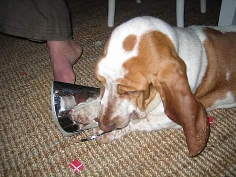 Basset hound Boris Flummer - har fundet et eller andet som lige skal undersøges billede 10