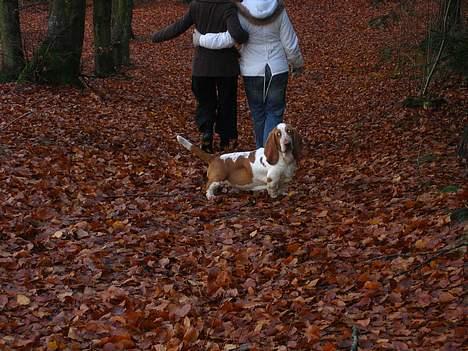 Basset hound Boris Flummer - i skoven med veninderne billede 12