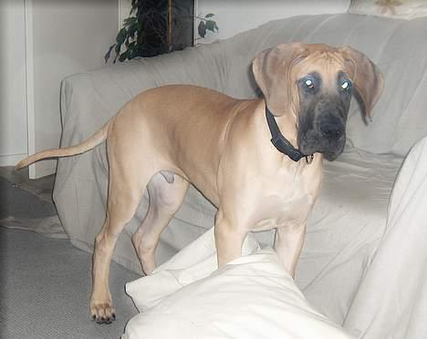 Grand danois Lauritz død d 21 jan 2011 - Fuld af spillopper billede 5