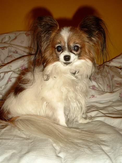 Papillon Fie *Flying Fantasies*RIP - Model, hun kan bare det der med at stå model. billede 1