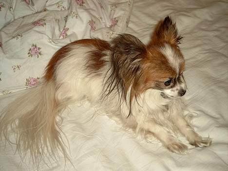 Papillon Fie *Flying Fantasies*RIP - Et super godt billede, mangler bare lige en brudekjole. billede 2