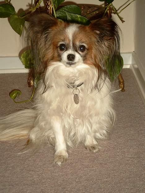 Papillon Fie *Flying Fantasies*RIP - Model igen.  billede 3