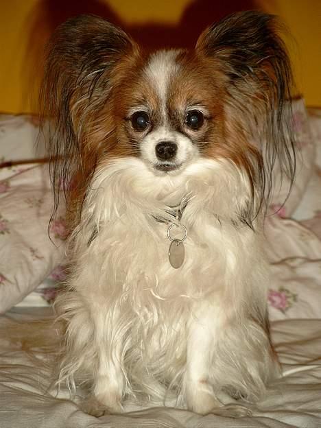 Papillon Fie *Flying Fantasies*RIP - Hej, model igen billede 4