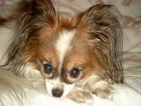 Papillon Fie *Flying Fantasies*RIP - Hej. ZZZZZ, lad mig nu bare sove billede 5