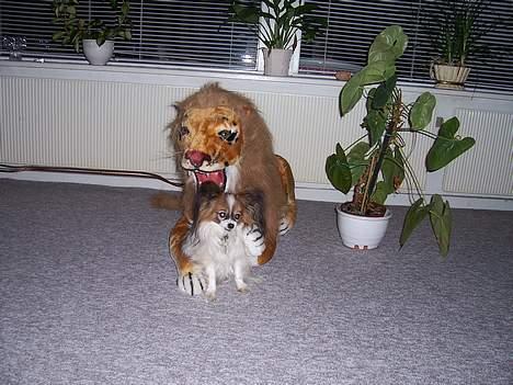 Papillon Fie *Flying Fantasies*RIP - Fie og løven billede 6