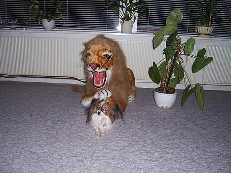 Papillon Fie *Flying Fantasies*RIP - Åh nej jeg bliver mast billede 7