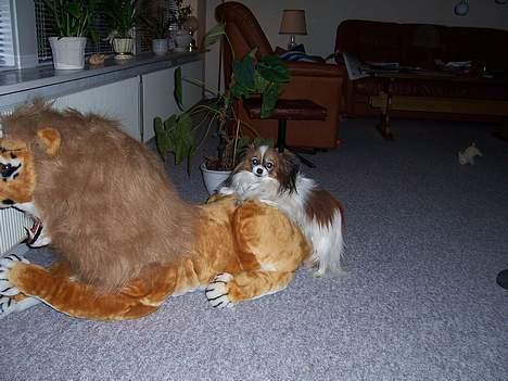 Papillon Fie *Flying Fantasies*RIP - Far synes lige det kunne være et sjovt billede billede 8