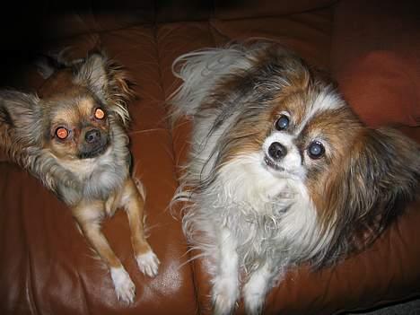 Papillon Fie *Flying Fantasies*RIP - Mig og min lille "trælse" niece Chili billede 9