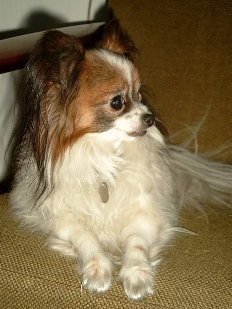 Papillon Fie *Flying Fantasies*RIP - Model på en stol i sommerhus billede 10