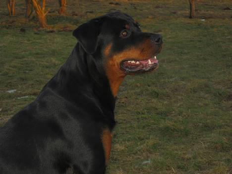 Rottweiler Bozzy - Her er han 11 måneder gammel billede 1