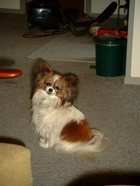 Papillon Fie *Flying Fantasies*RIP - Model på gulvet i sommerhus billede 11