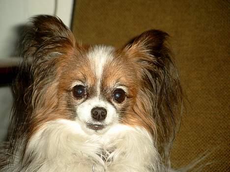 Papillon Fie *Flying Fantasies*RIP - Jamen jeg er bare fotogen billede 12