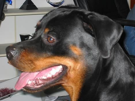 Rottweiler Bozzy - Og her er han ca 11 måneder gammel billede 2