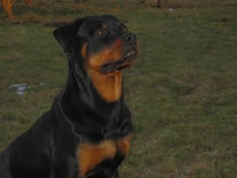 Rottweiler Bozzy billede 3