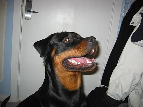 Rottweiler Bozzy - Ca. 11 måneder gammel billede 4