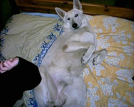 Hvid schæfer Lucky (titte's bambi) - Åhhh hvor er det skønt at slappe af... billede 12