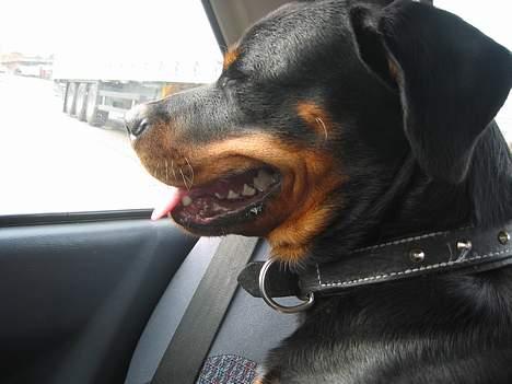 Rottweiler Bozzy - 8 måneder gammel billede 5