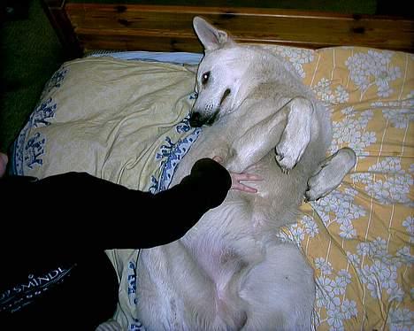 Hvid schæfer Lucky (titte's bambi) - Såå dejligt.. billede 13