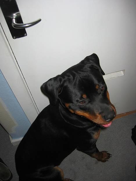 Rottweiler Bozzy - 9 måneder gammel billede 6