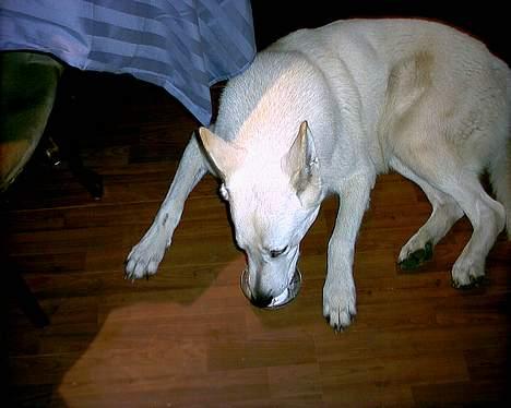 Hvid schæfer Lucky (titte's bambi) - mmmm... Flødeskum nam nam billede 14