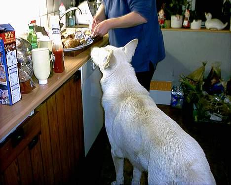 Hvid schæfer Lucky (titte's bambi) - Må jeg smage??? billede 15