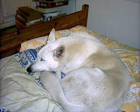 Hvid schæfer Lucky (titte's bambi) - Så sover vi lige igen... billede 16