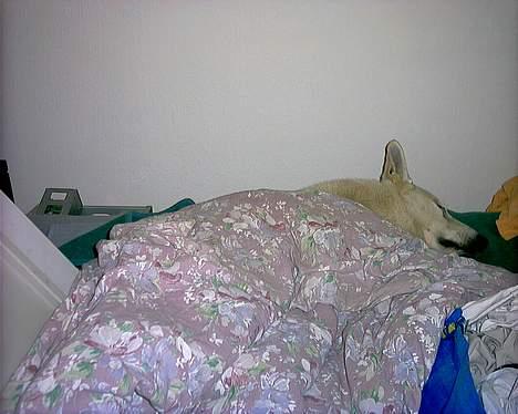 Hvid schæfer Lucky (titte's bambi) - En dejlig varm dyne... Skønt billede 17