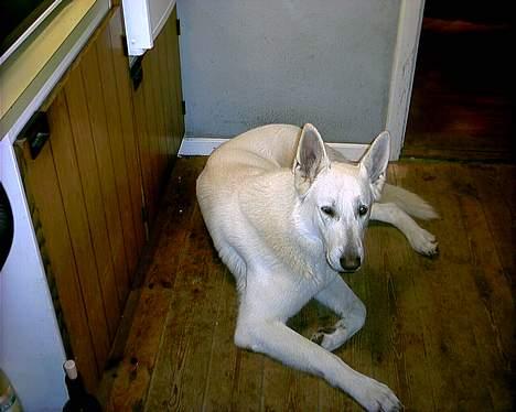 Hvid schæfer Lucky (titte's bambi) - Se mig lige... Er jeg ikke bare skøn? billede 18