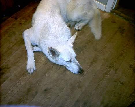 Hvid schæfer Lucky (titte's bambi) - Mmm.. et dejligt koldt gulv til en stor og varm hund..  billede 19