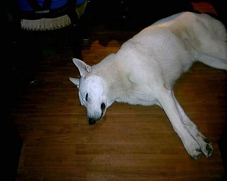 Hvid schæfer Lucky (titte's bambi) - Flere billeder??? Er du snart færdig? billede 20