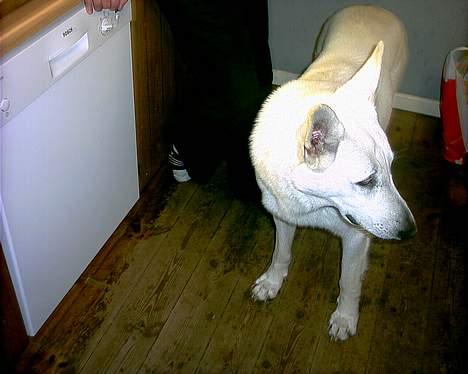 Hvid schæfer Nicko  - Se mig så fin er jeg... Hehe billede 9